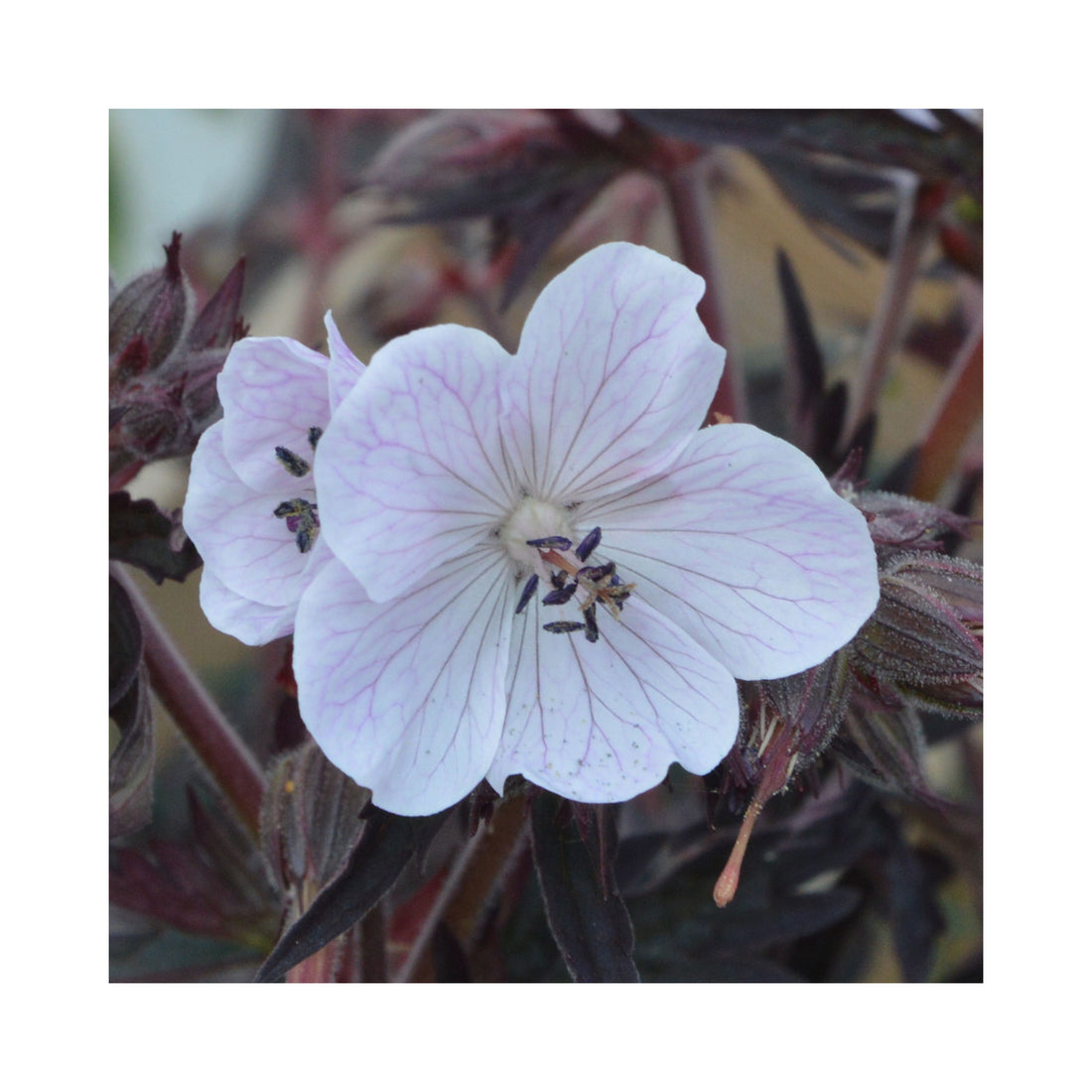 Hardy Geranium Midnight Ghost