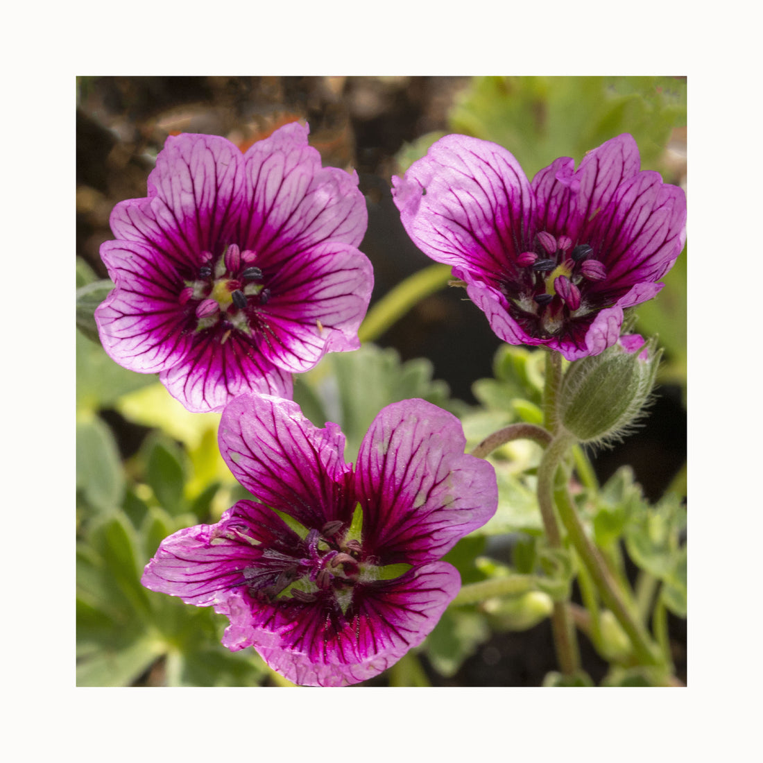 Geranium Violet Jolly Jewel