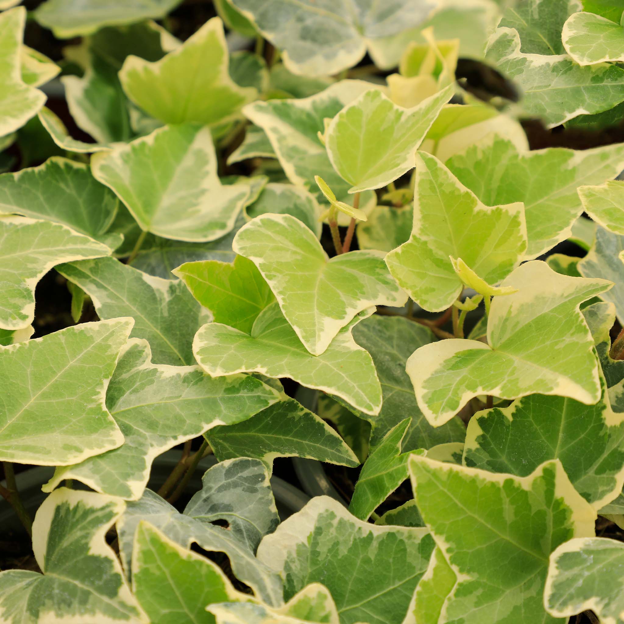 Hedera helix White Wonder