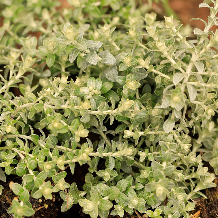 Helichrysum Silver Moon