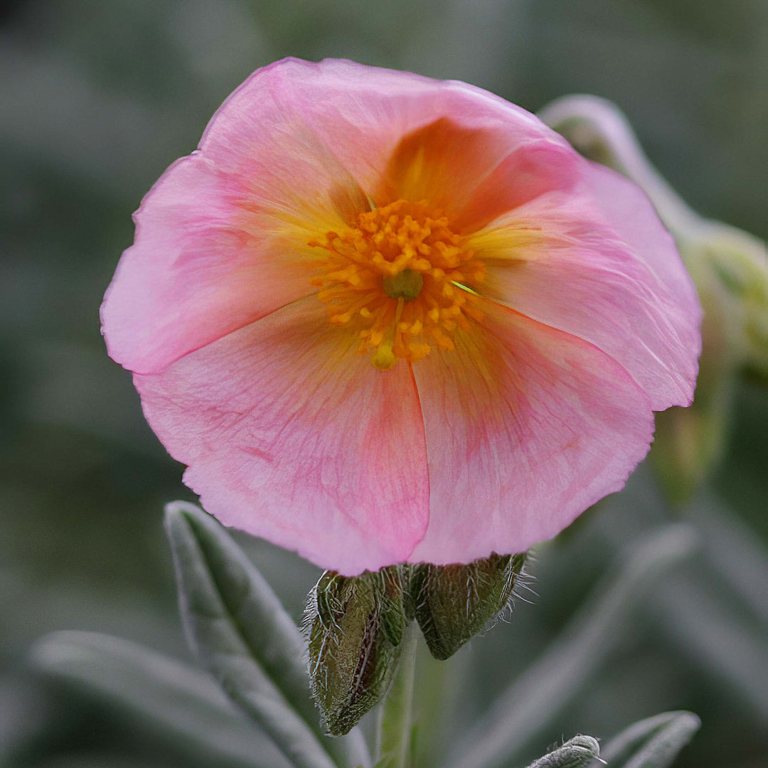 Helianthemum Ben Hope