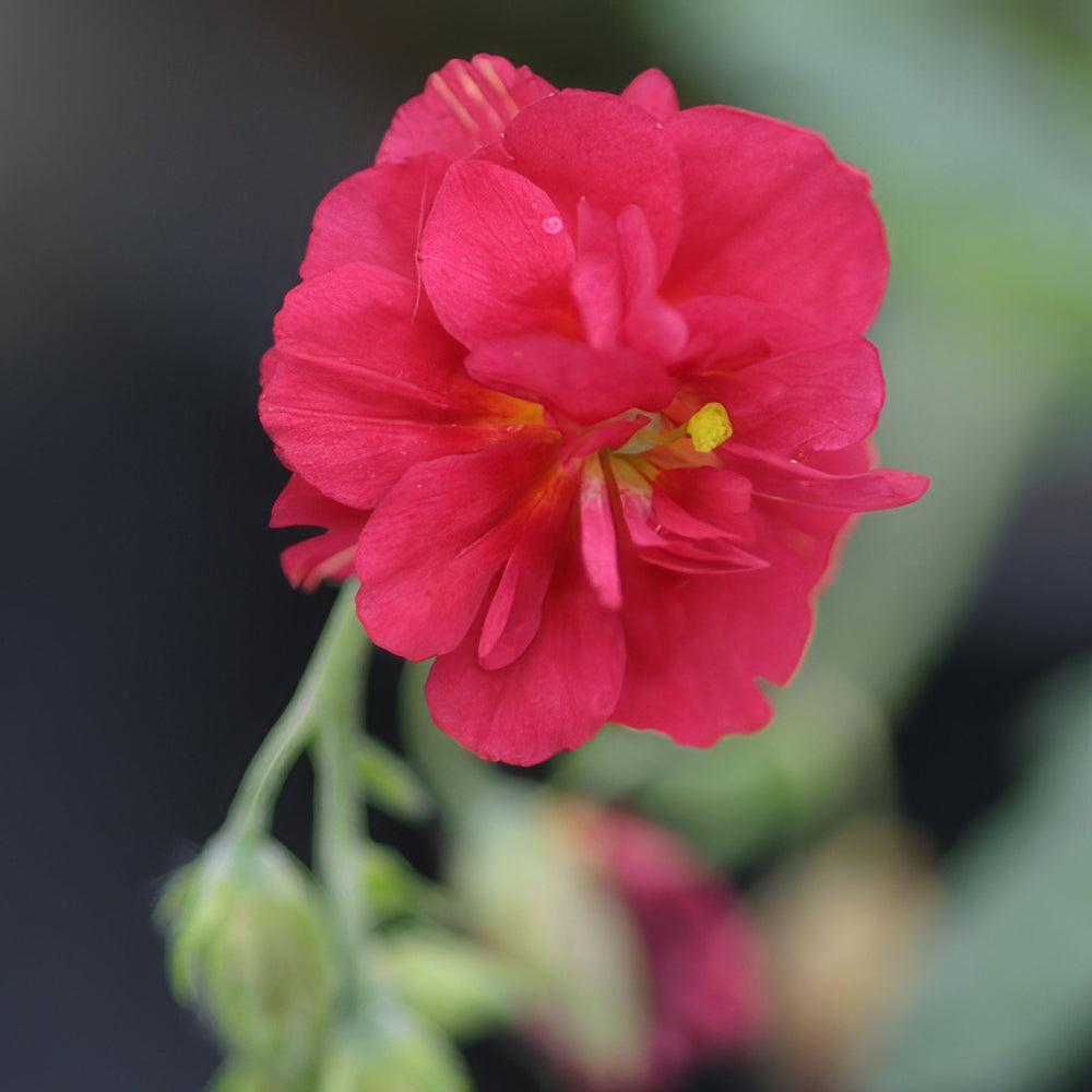 Easy Cottage Garden Border Collection – 12 Established 9cm Plants