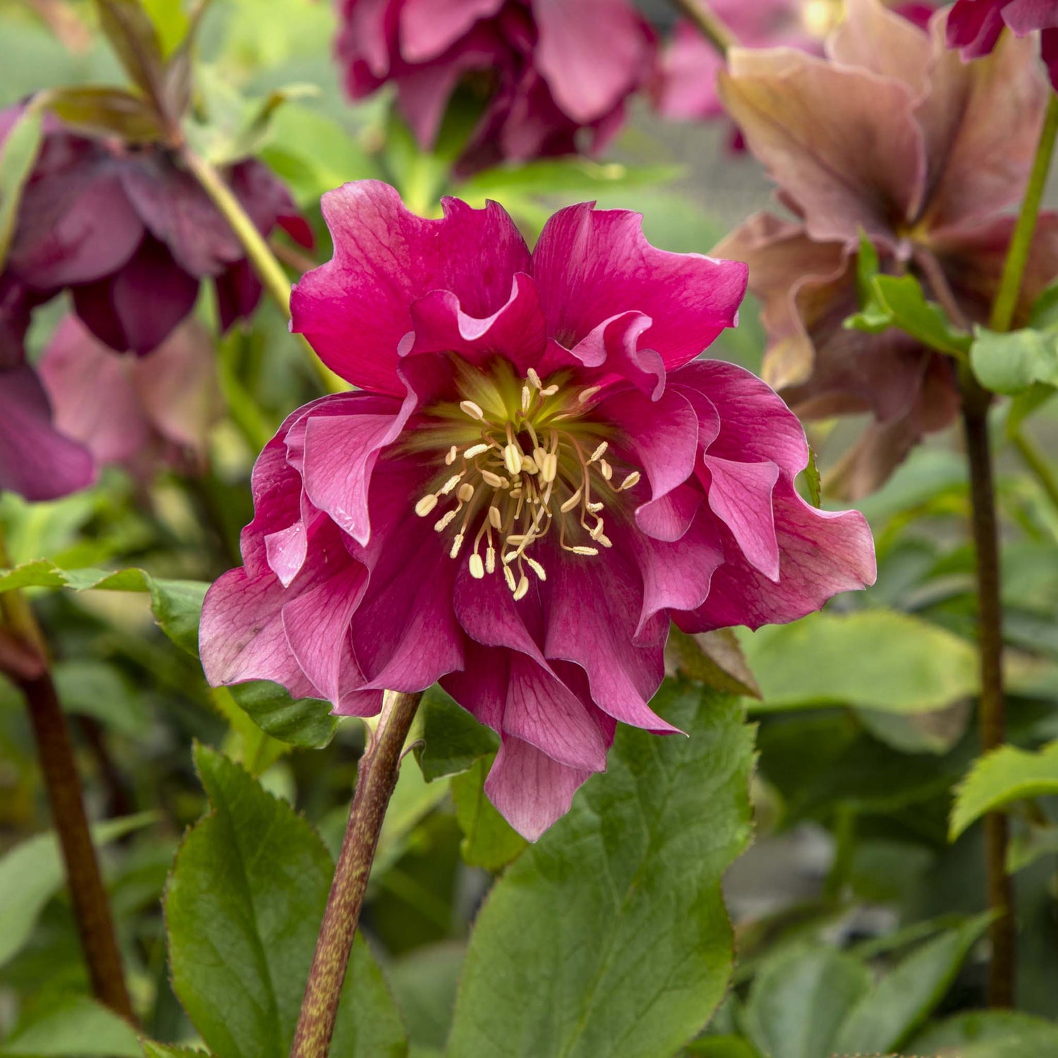 Helleborus hybridus &