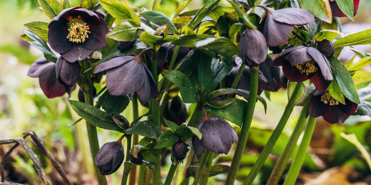 Growing Hellebore