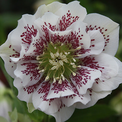 More interesting than nine identical plants 