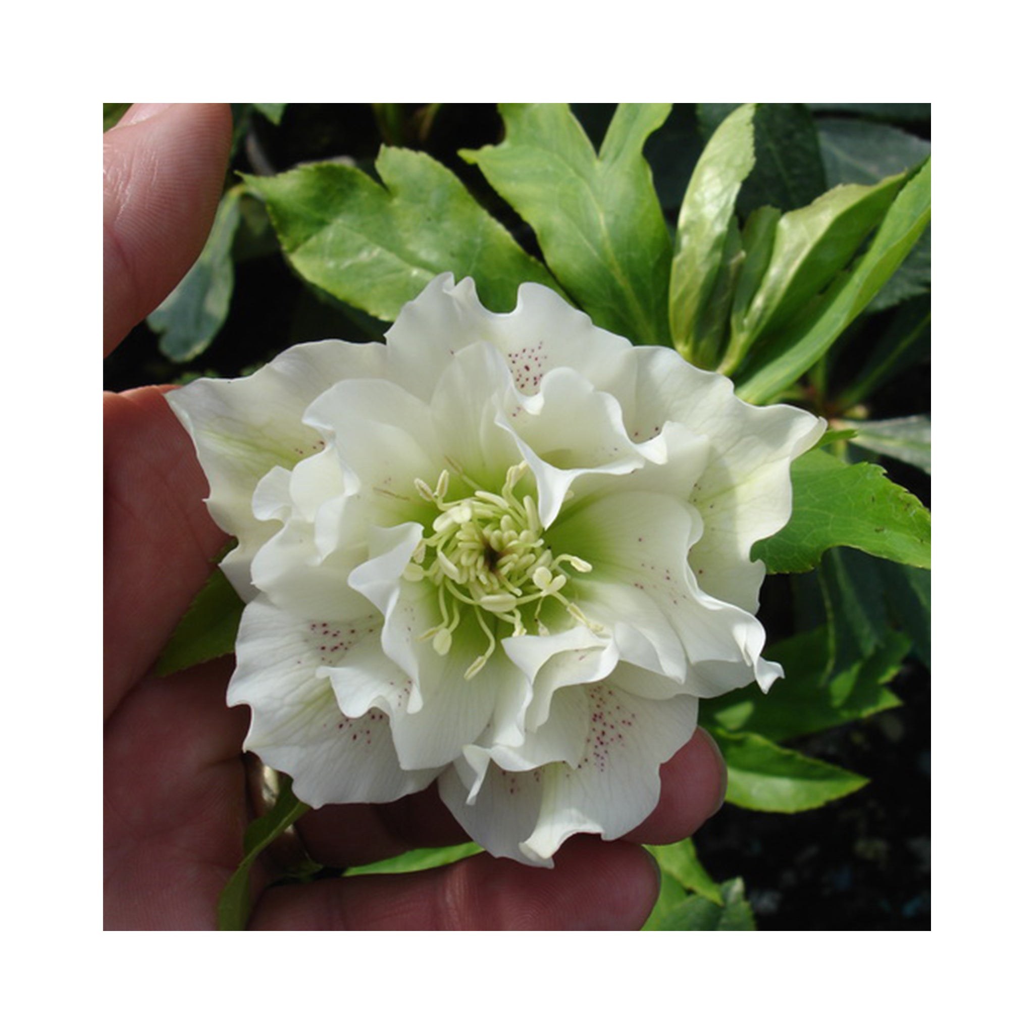 Double white flowers of Helleborus