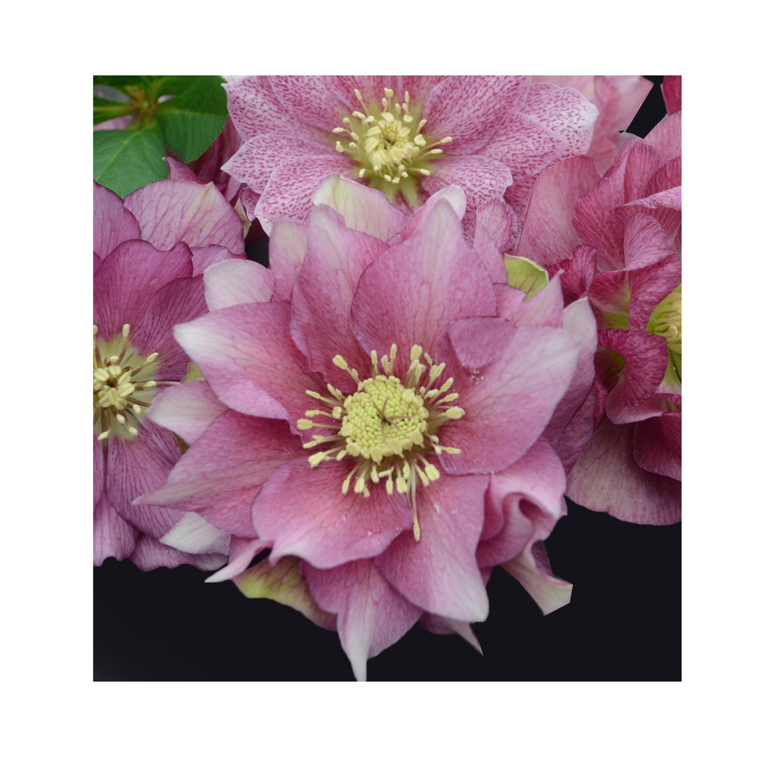 Helleborus orientalis Maid of Honour