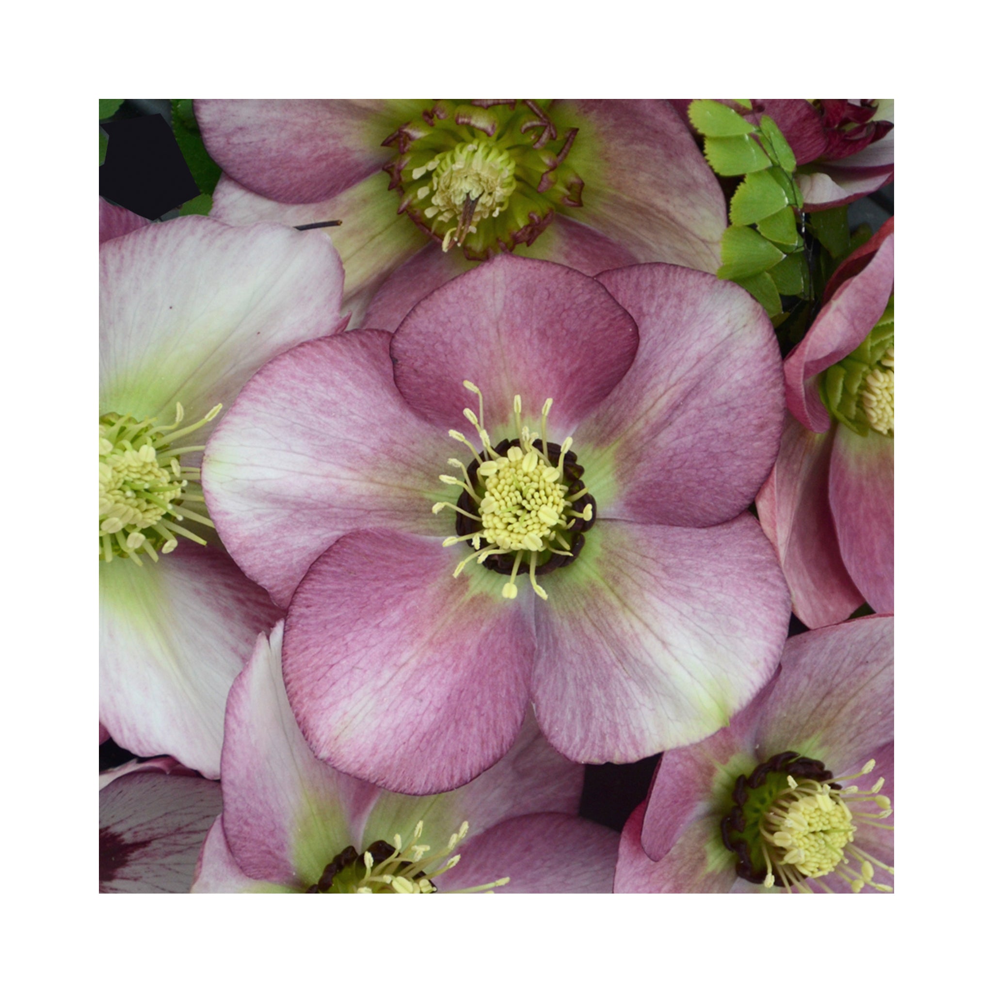 Pale purple single Helleborus flower