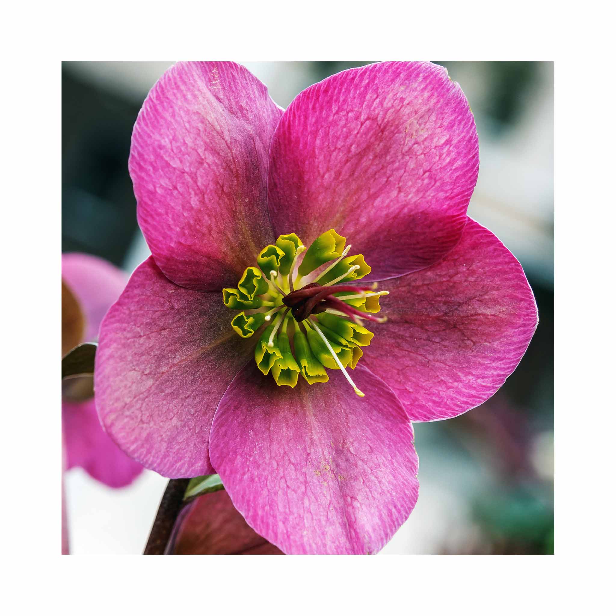 Helleborus orientalis Pretty Ellen Pink