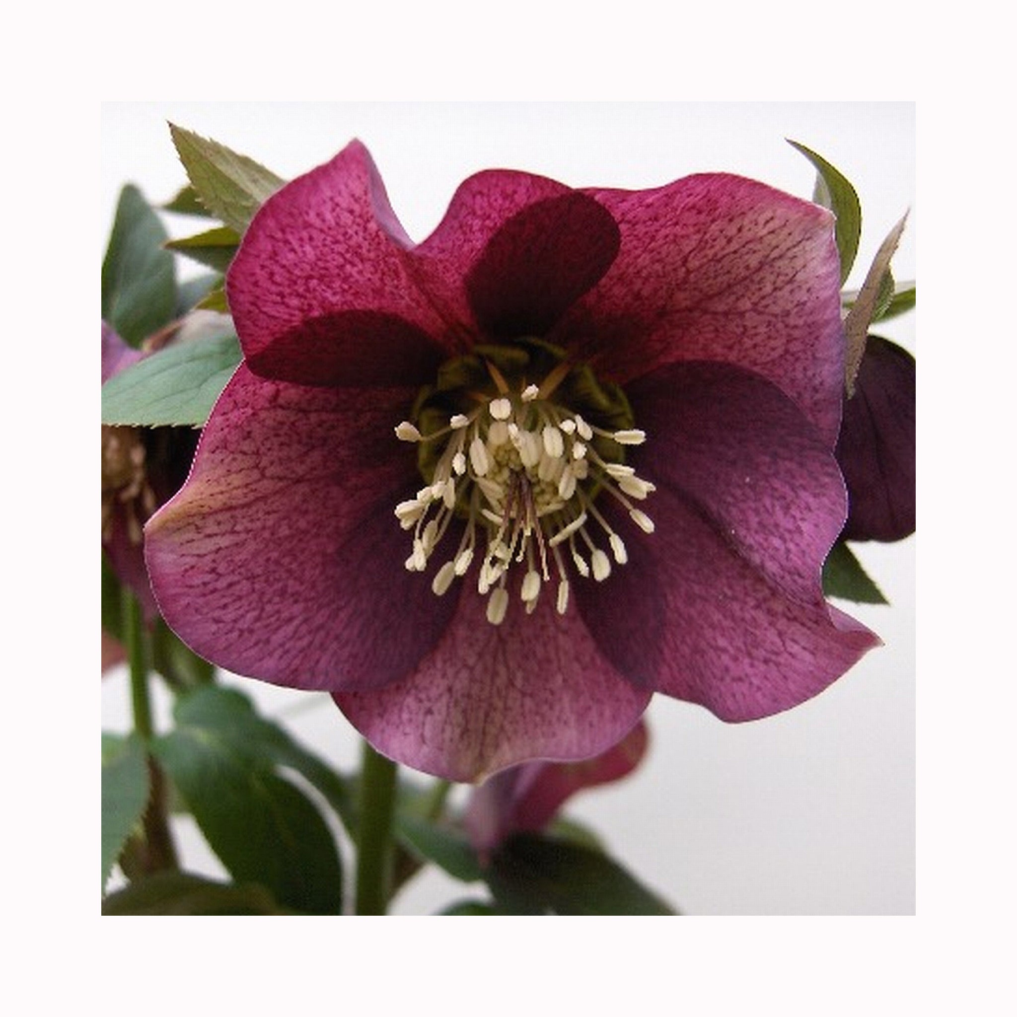 Red to purple single flower of Helleborus