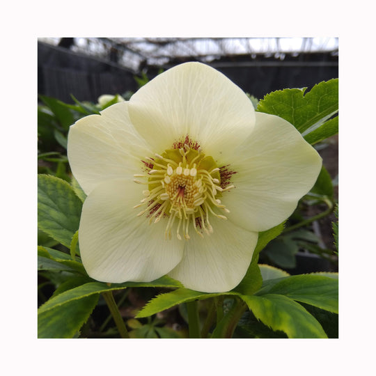 Hellebore Collection – 9 Different Plants