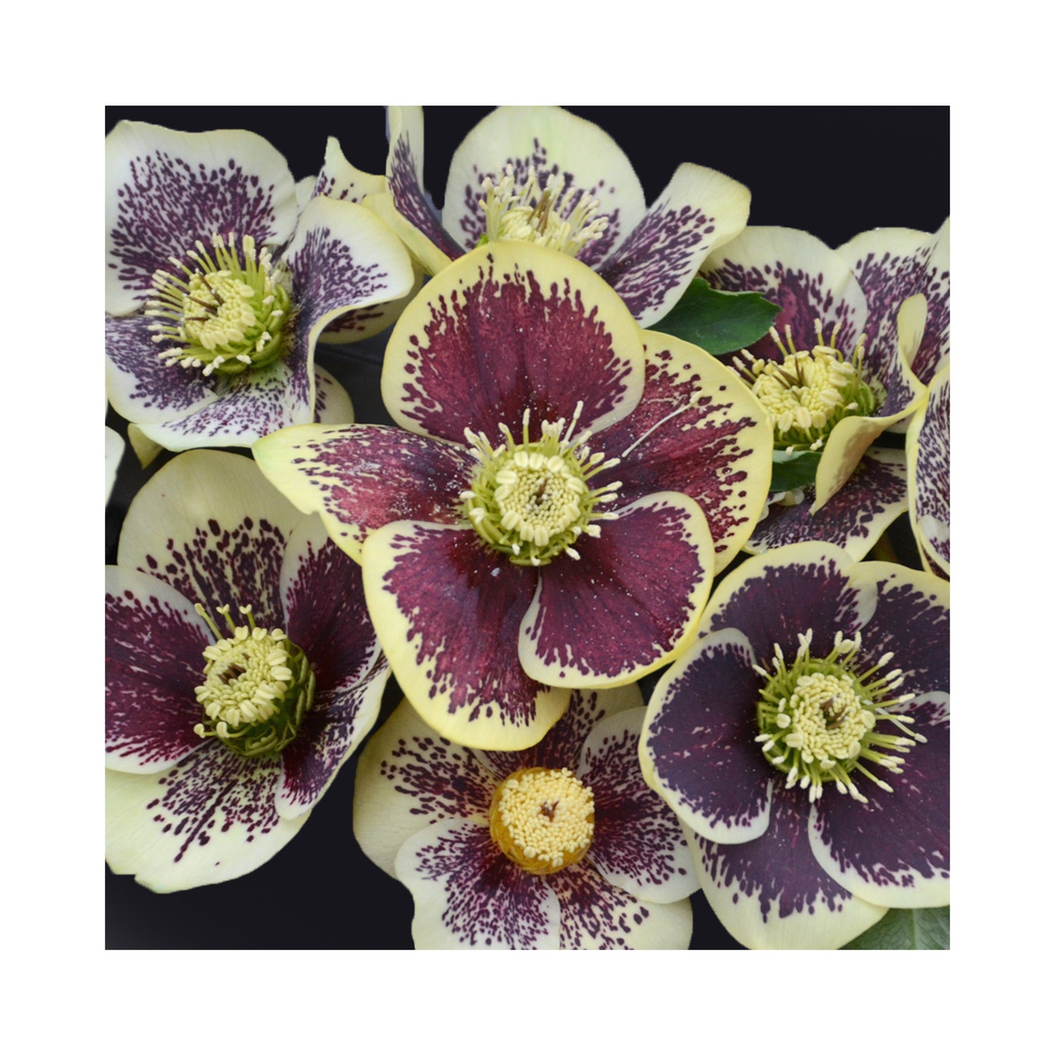 Helleborus orientalis Rio Carnival