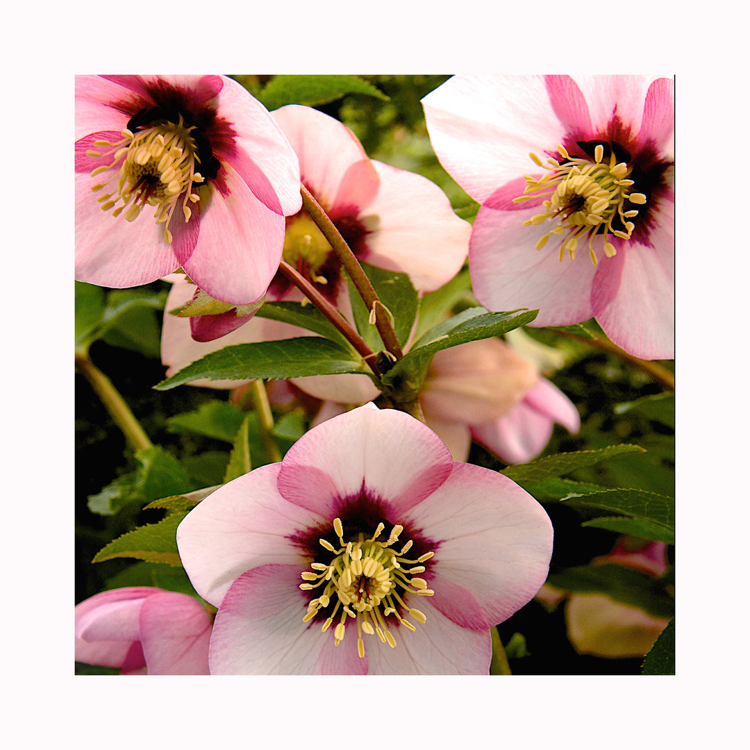 Hellebore Collection – 9 Different Plants