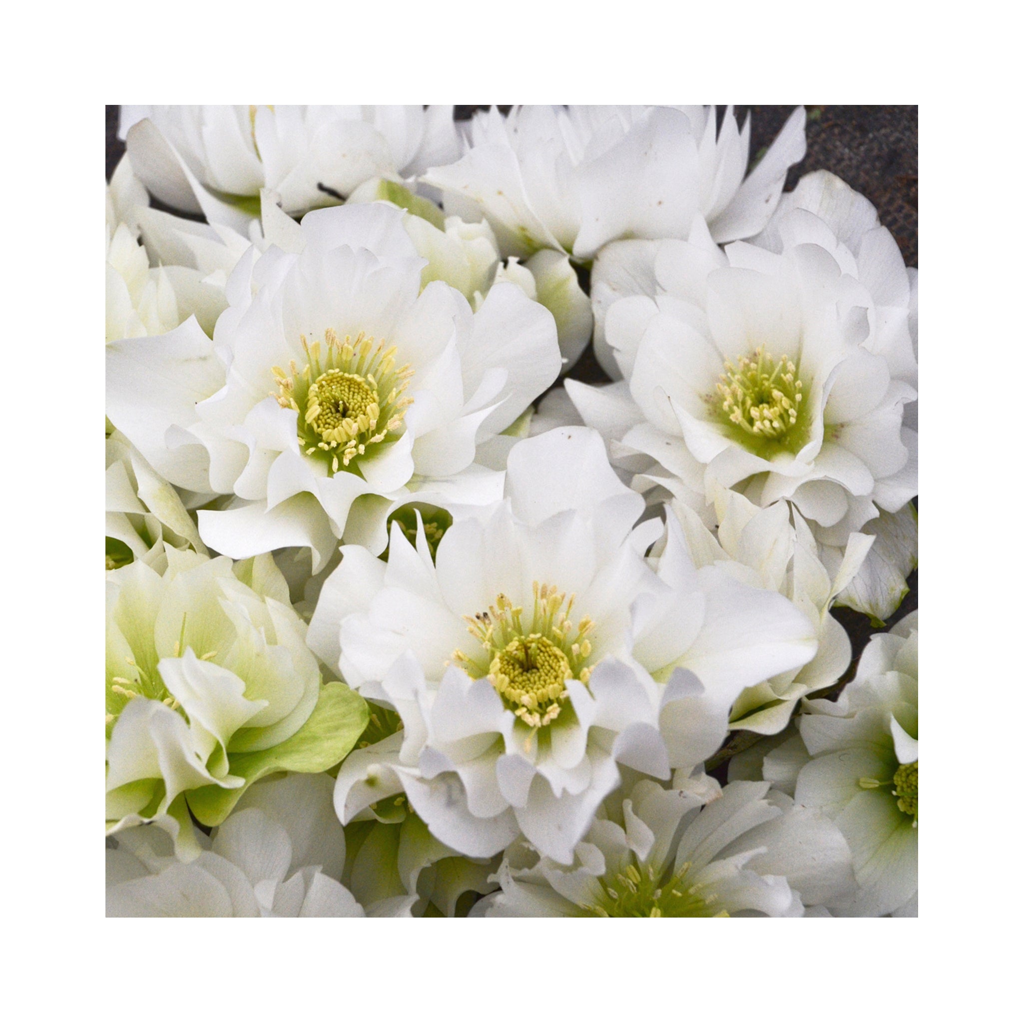 Helleborus orientalis Wedding Bells