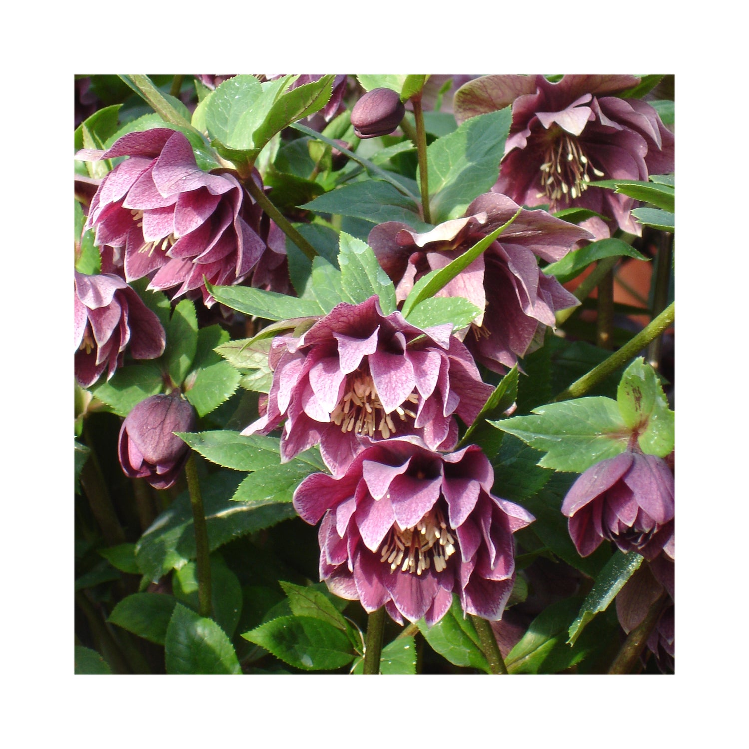 Double Red flowering Helleborus on a green bush