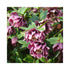 Double Red flowering Helleborus on a green bush