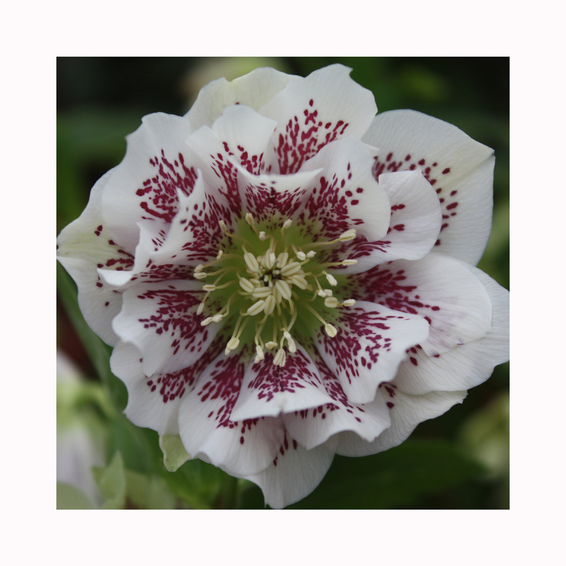 White double spotted Helleborus flower with purple spots