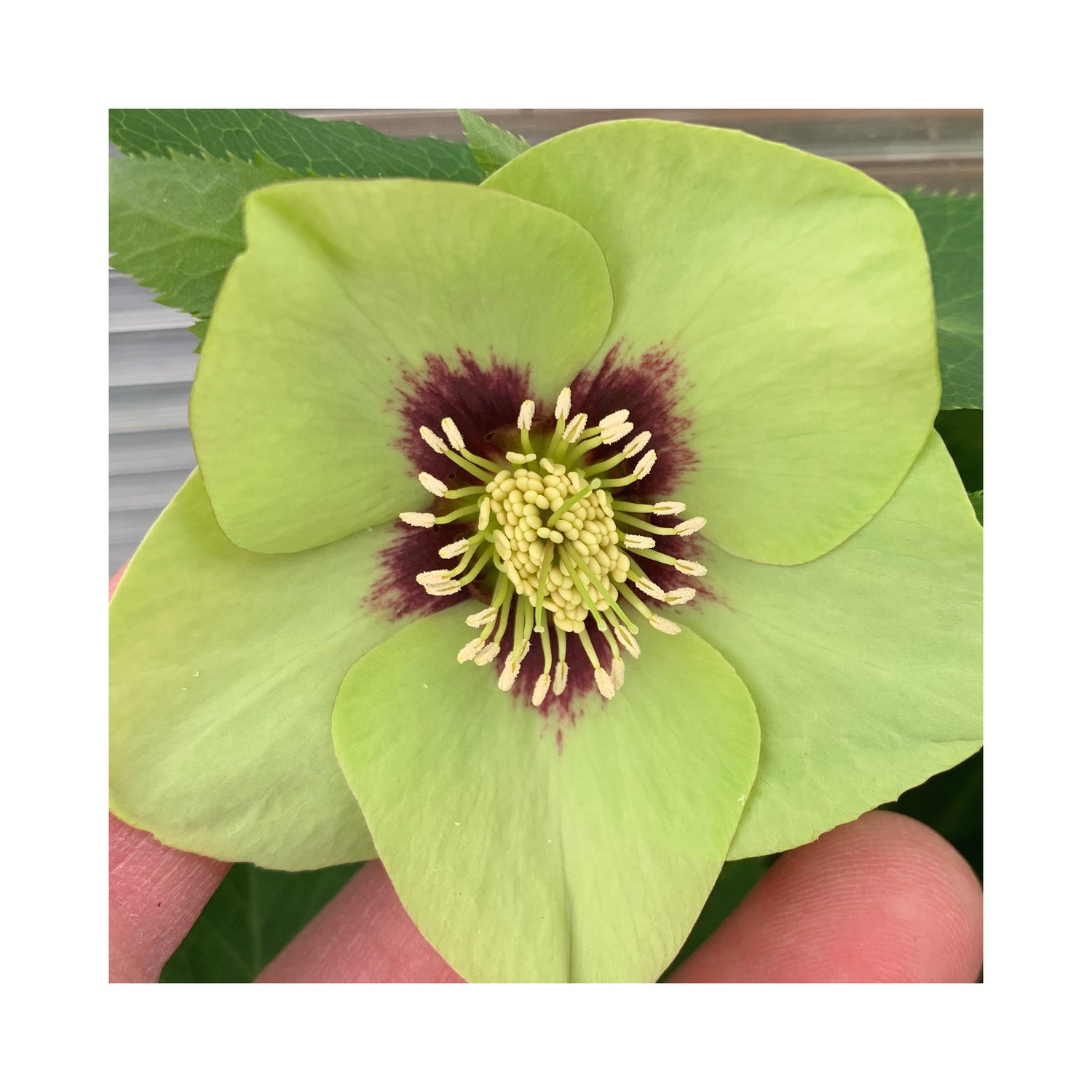 Pale yellow single flowering Hellebours with purple inner