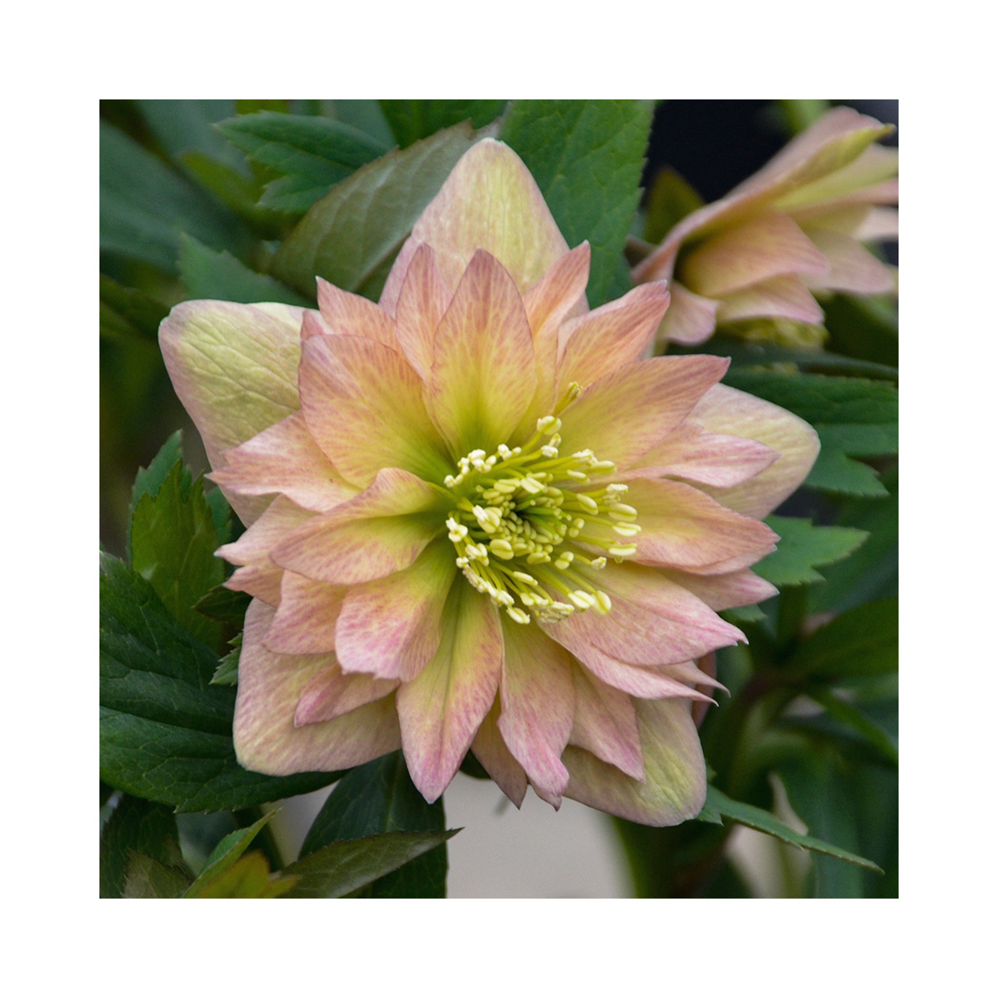 Double flowering Helleborus with pale pink to apricot flowers