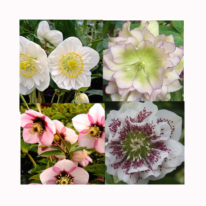 Collection of different Helleborus flowers double and single