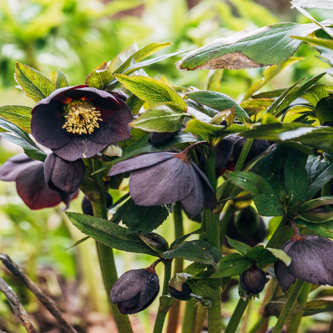 Helleborus orientalis Pretty Ellen Purple