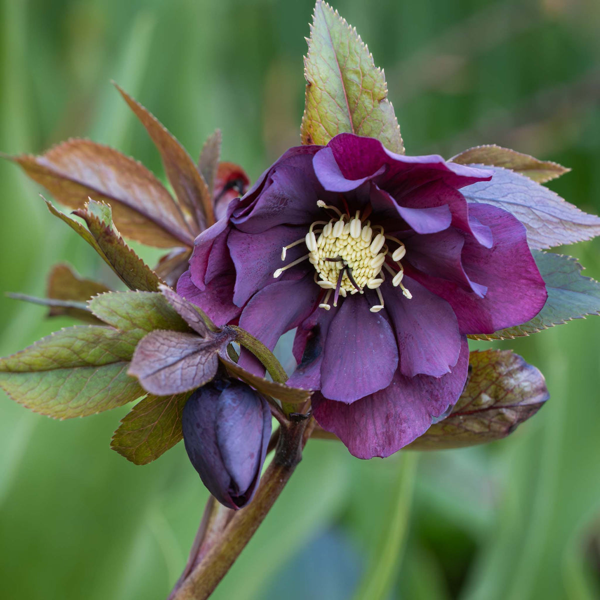 How much space will nine hellebores need? 