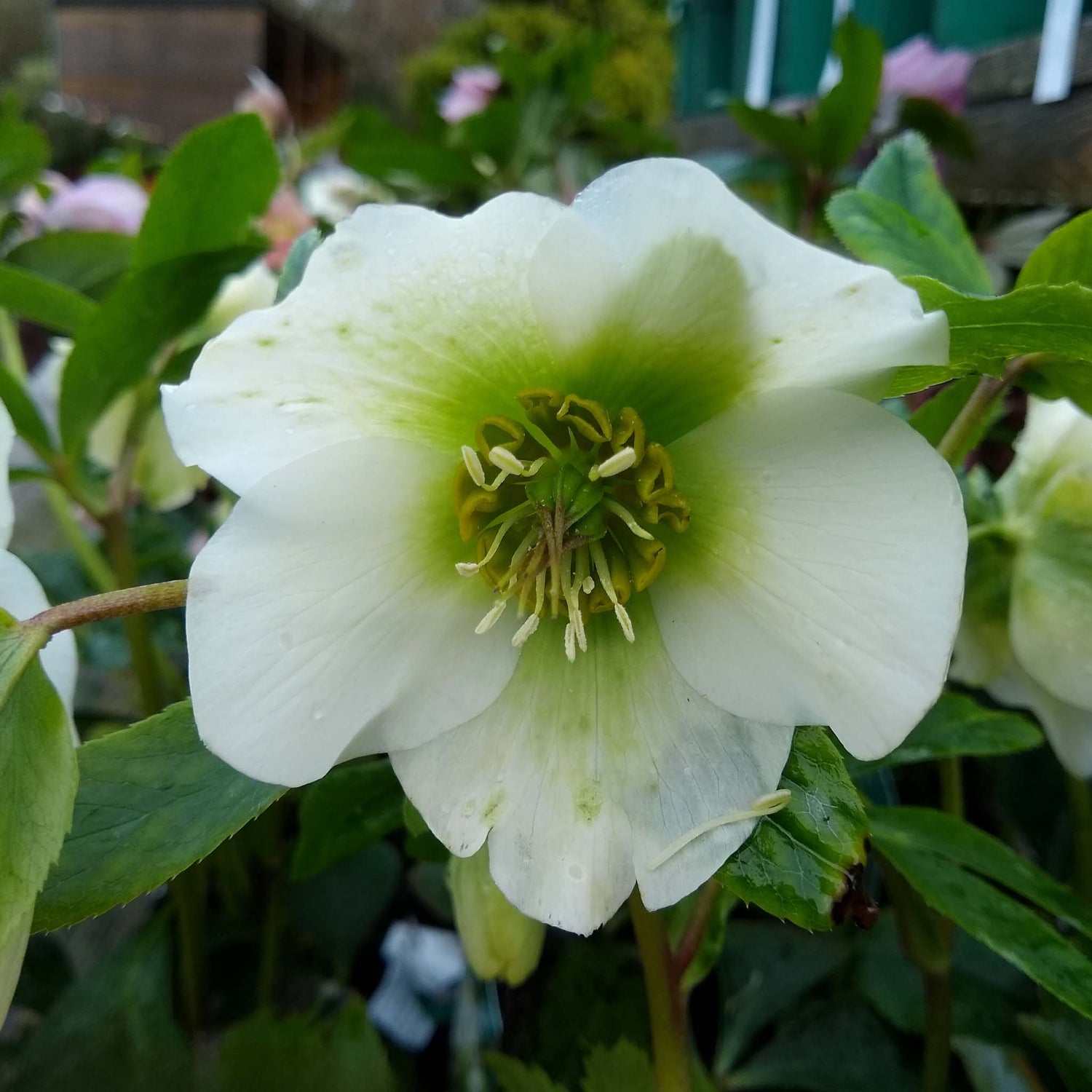 Helleborus hybridus Pretty Ellen White