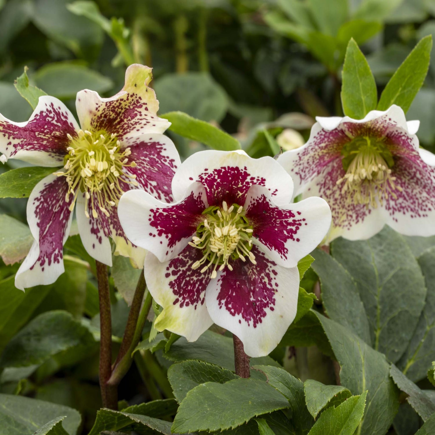 Helleborus Pretty Ellen White Spotted