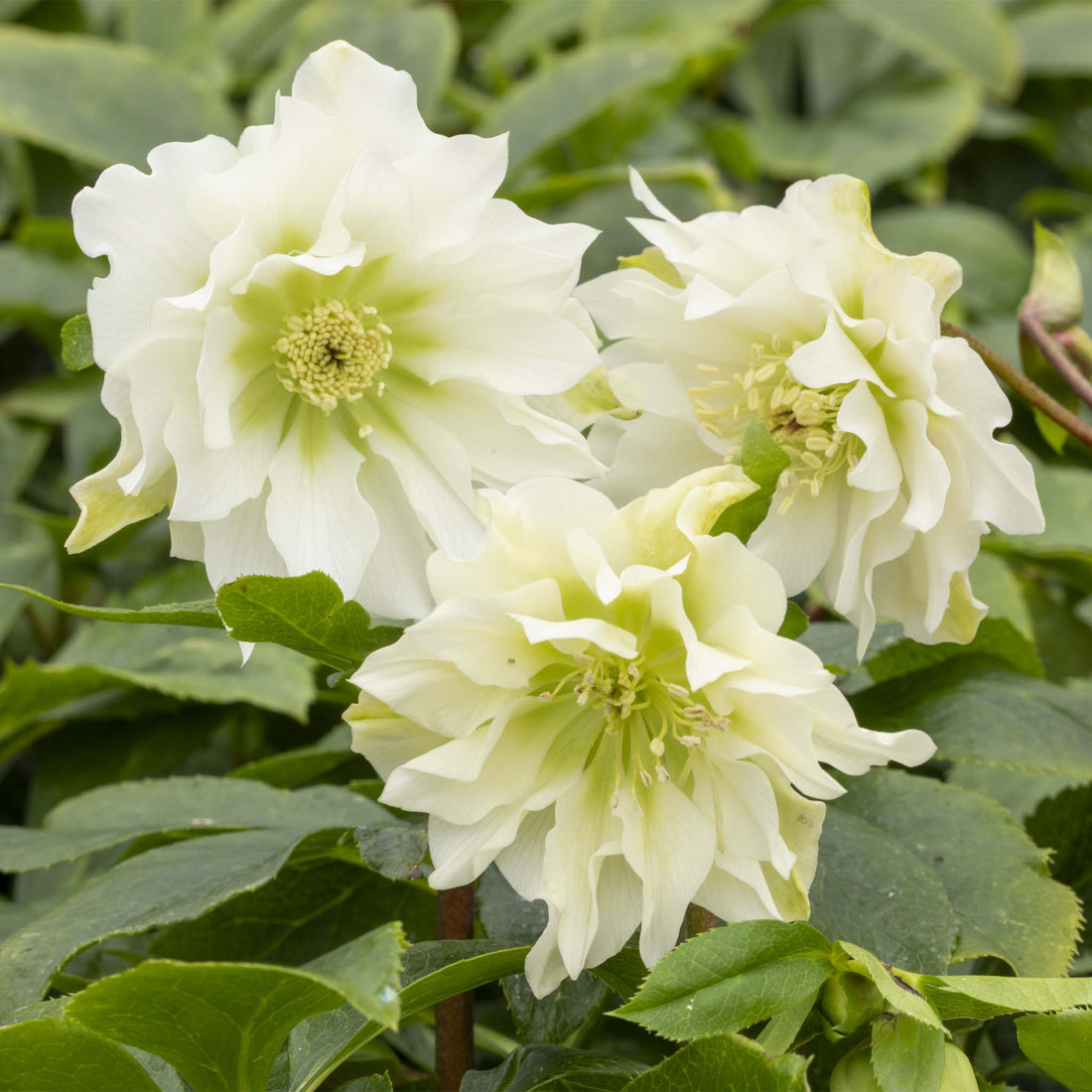 Helleborus orientalis Double Ellen White