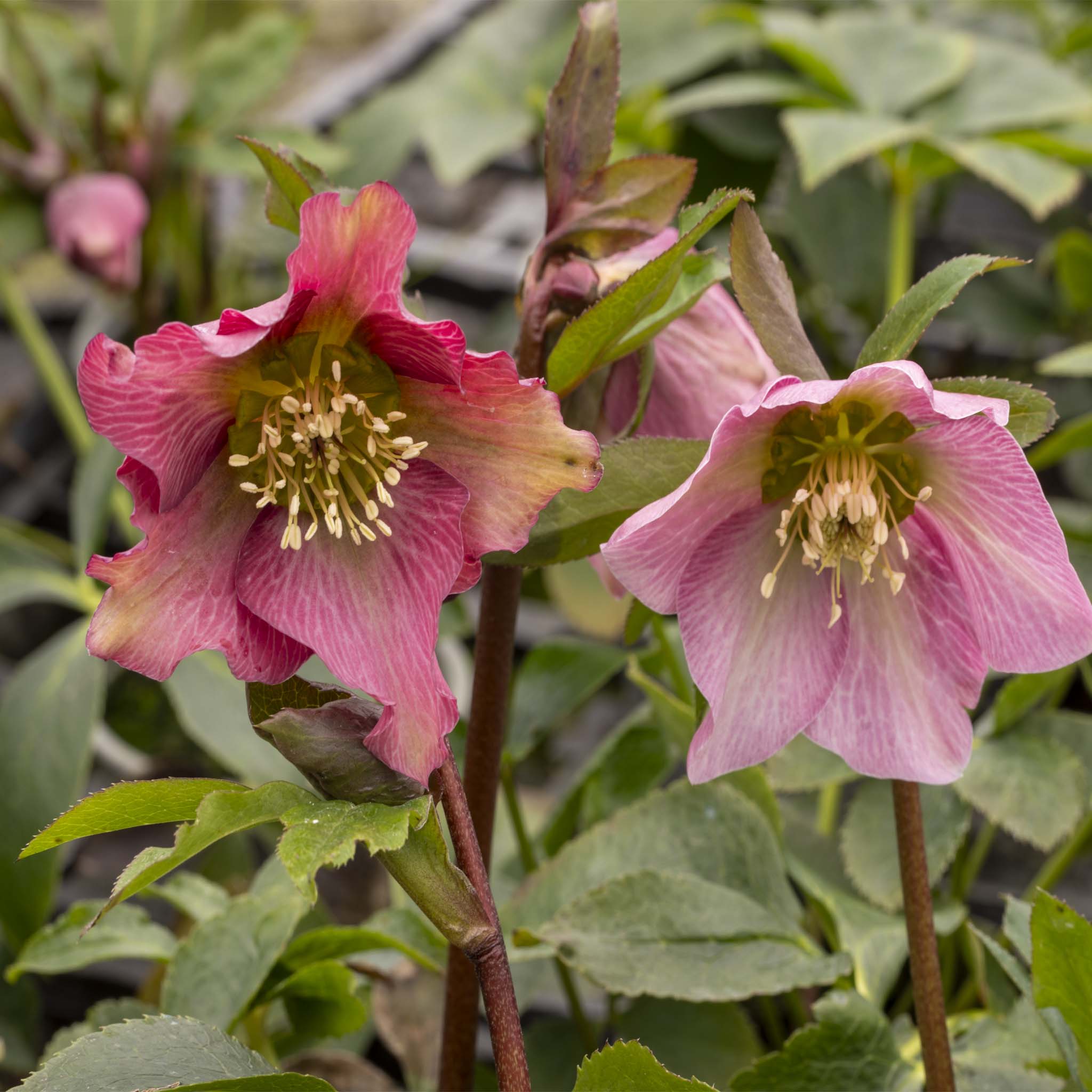 Helleborus orientalis Pretty Ellen Pink
