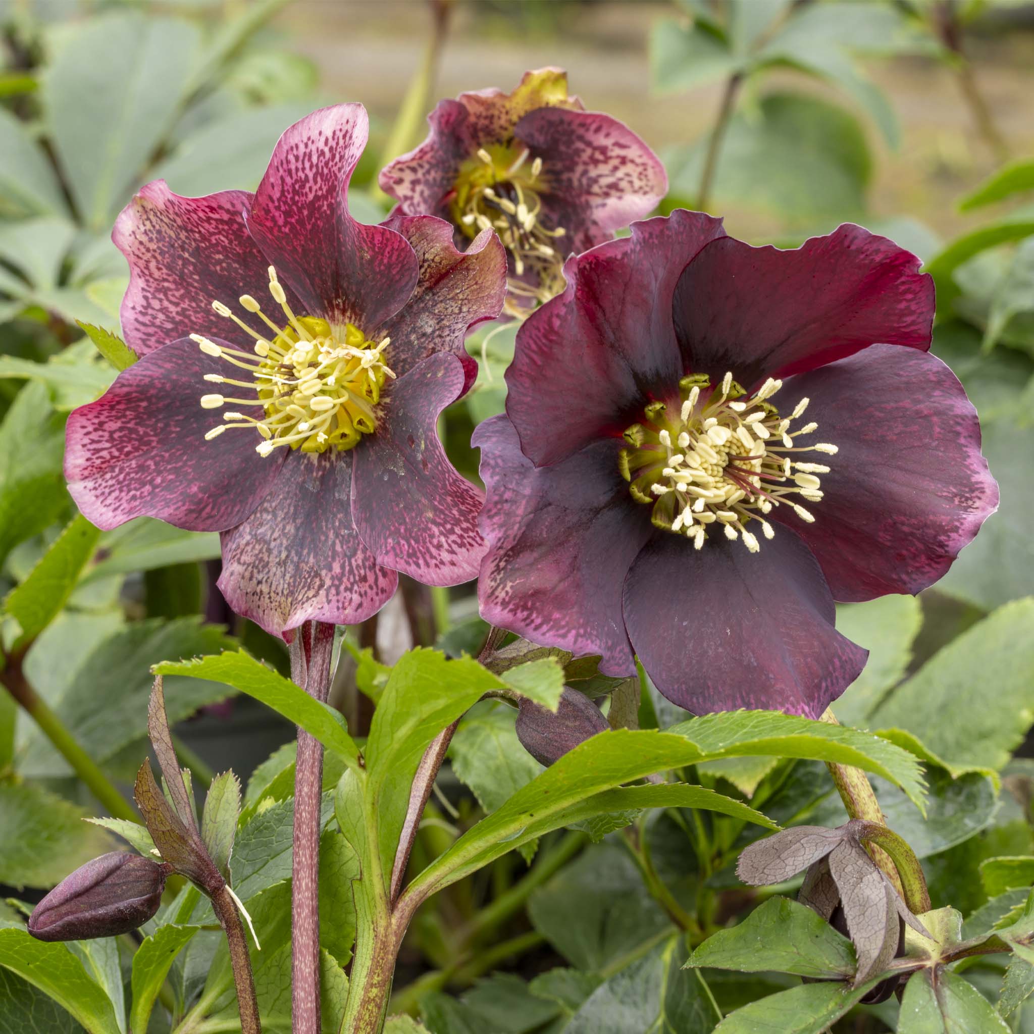 Helleborus Pretty Ellen Red