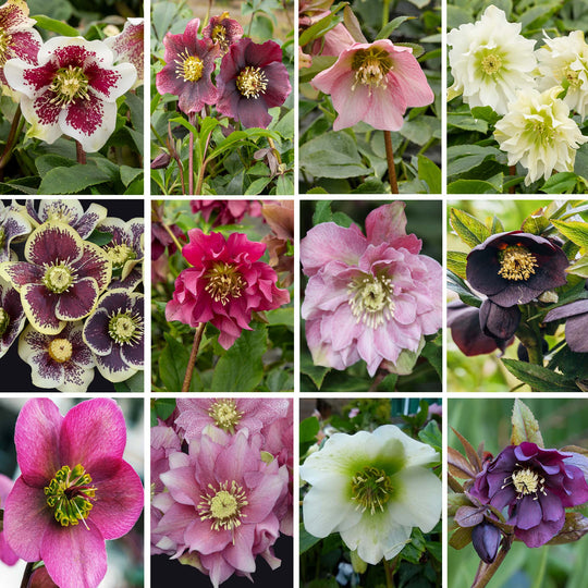 Hellebore Collection – 9 Different Plants