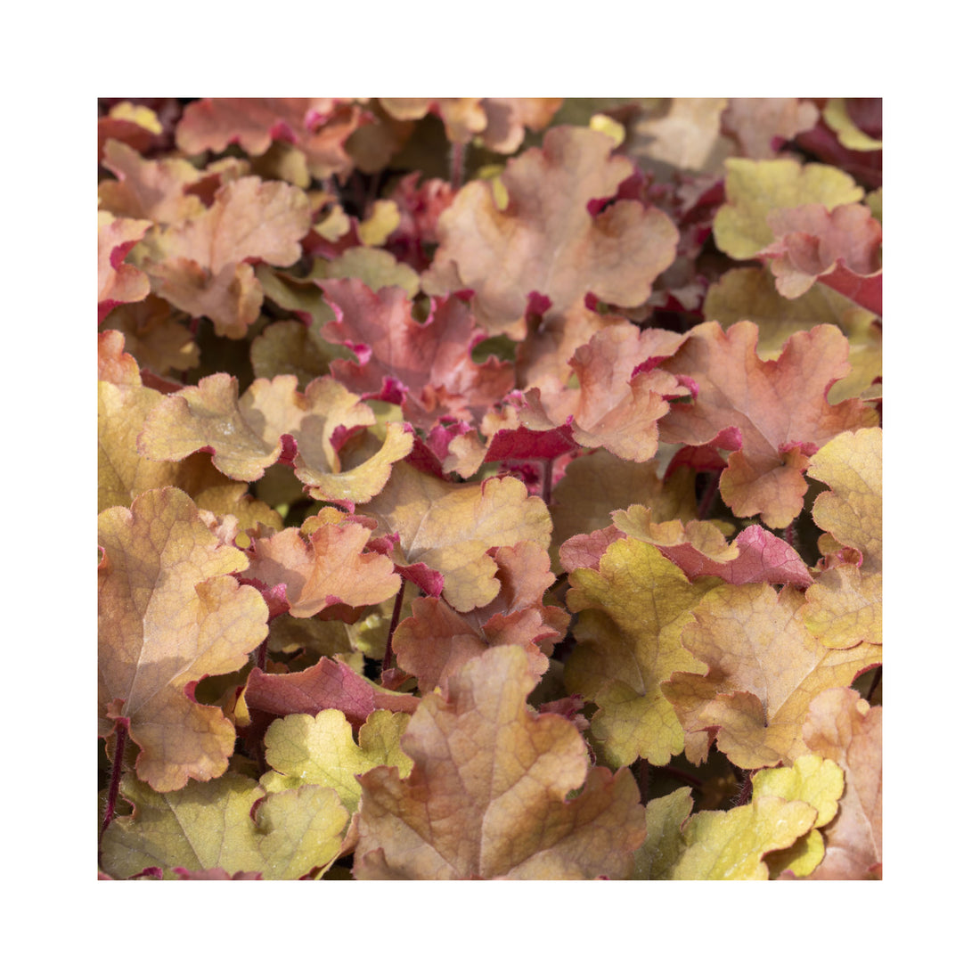 Heuchera Amber Sea