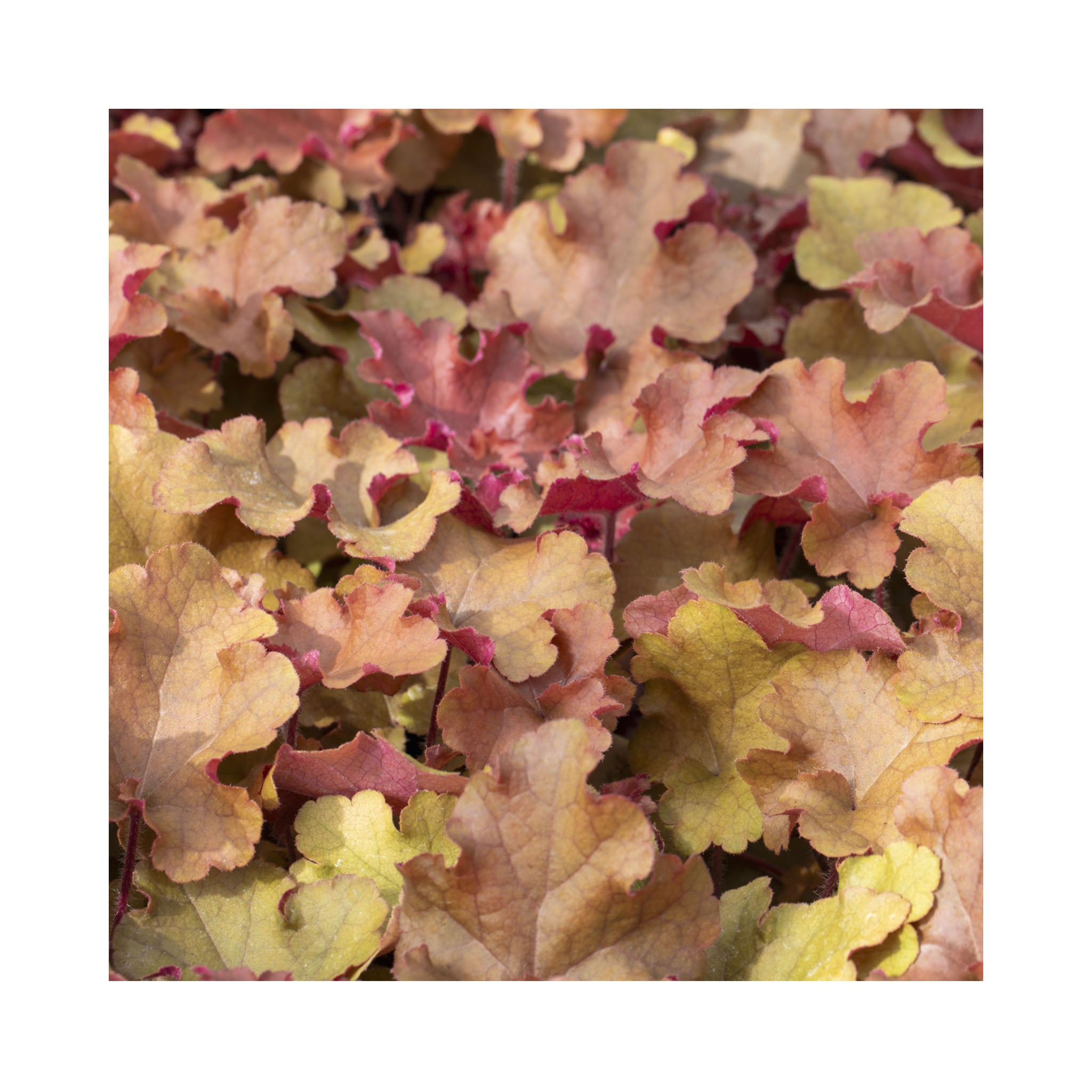 The Ultimate Heuchera Collection - 6 Established 9cm Plants