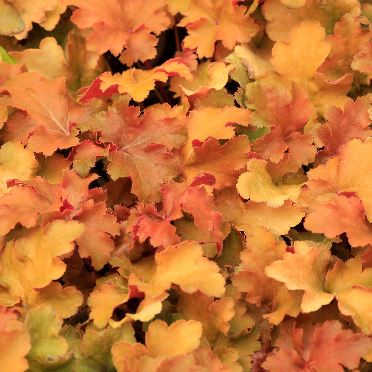 Heuchera Amber Waves