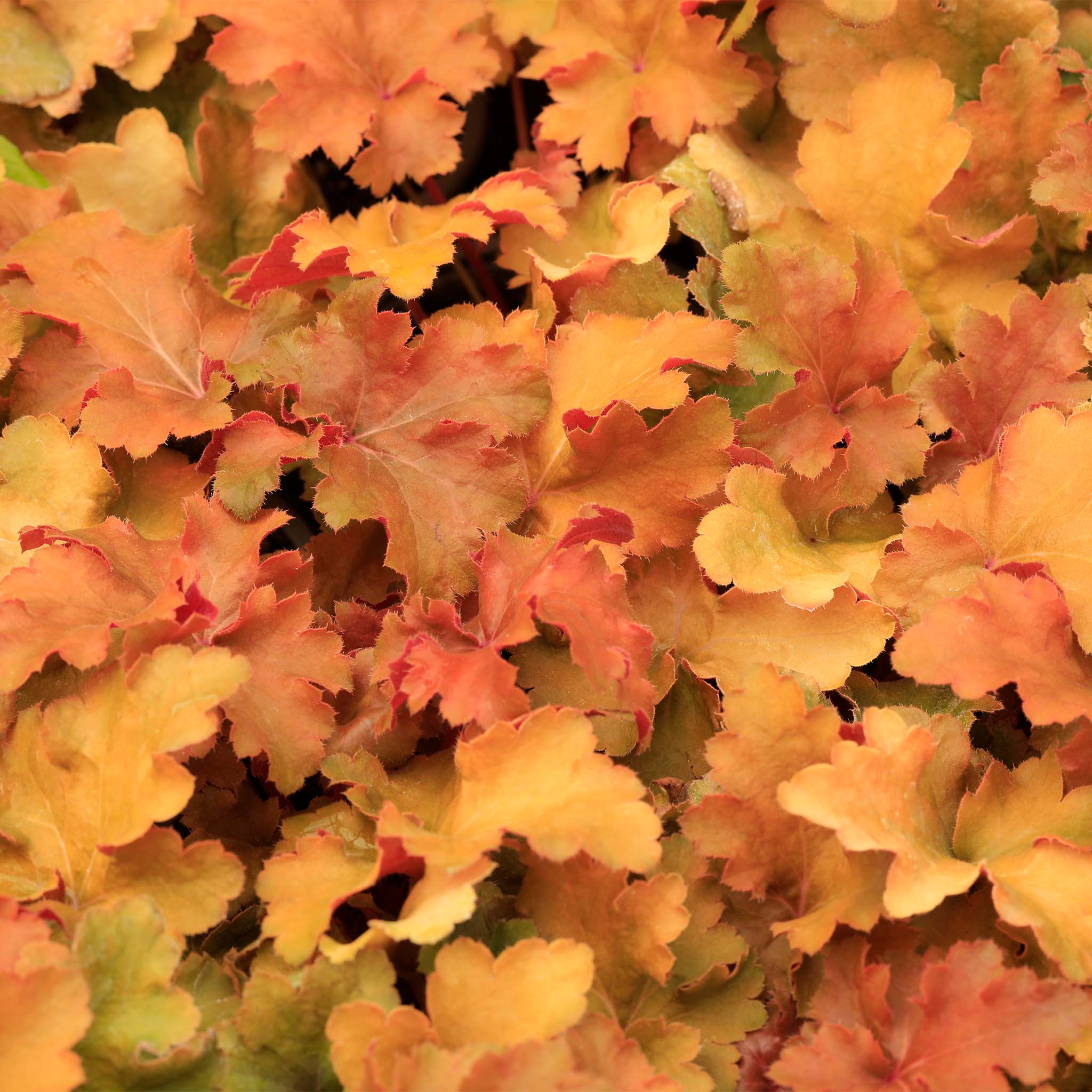 Heuchera Amber Waves