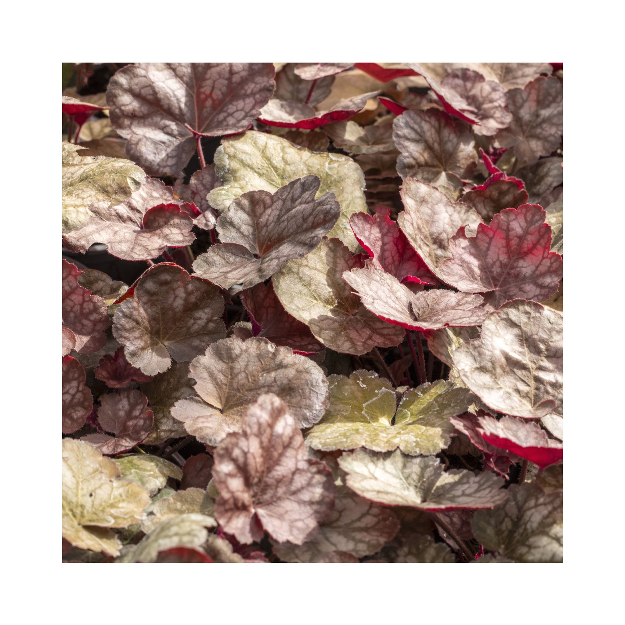 Heuchera Brown Sugar