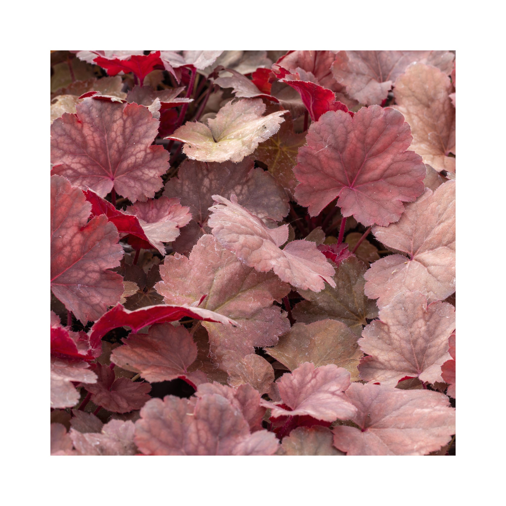 Heuchera Cherry Cola