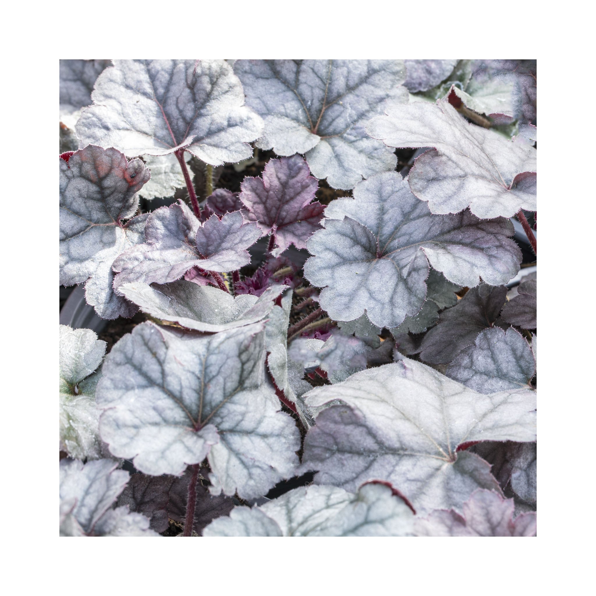 The Ultimate Heuchera Collection - 6 Established 9cm Plants