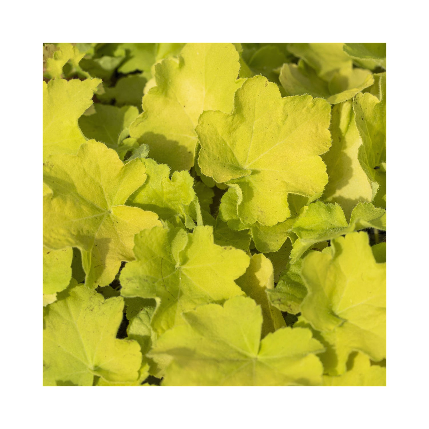 The Ultimate Heuchera Collection - 6 Established 9cm Plants