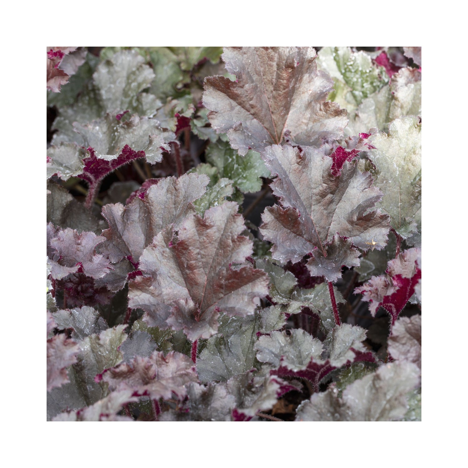 Heuchera Dark Secret