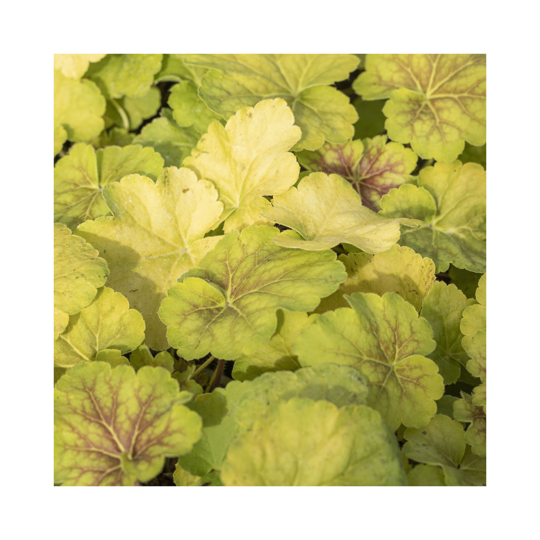 Heuchera Delta Dawn