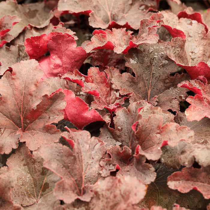 Heuchera Evening Gown