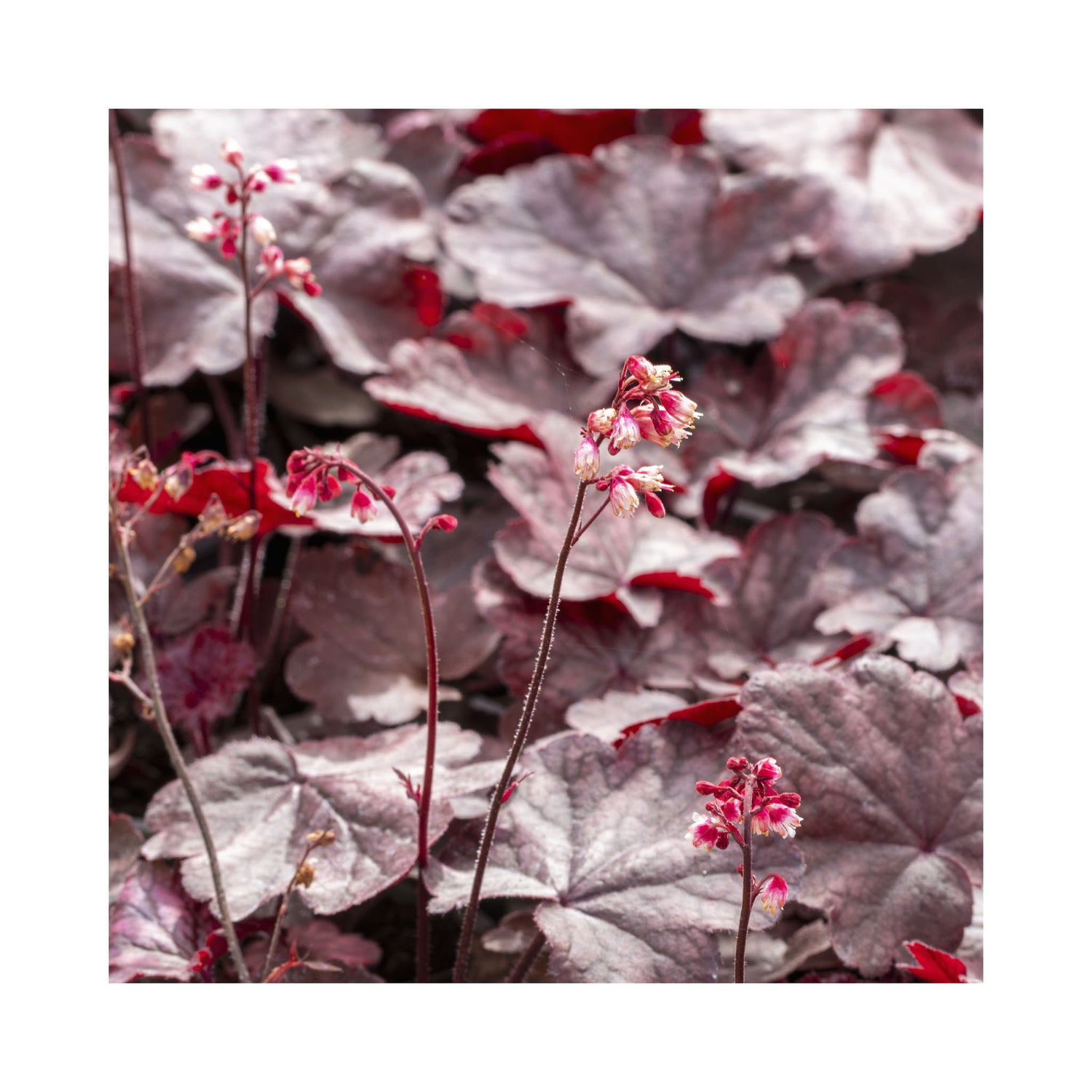 Heuchera Fire Chief