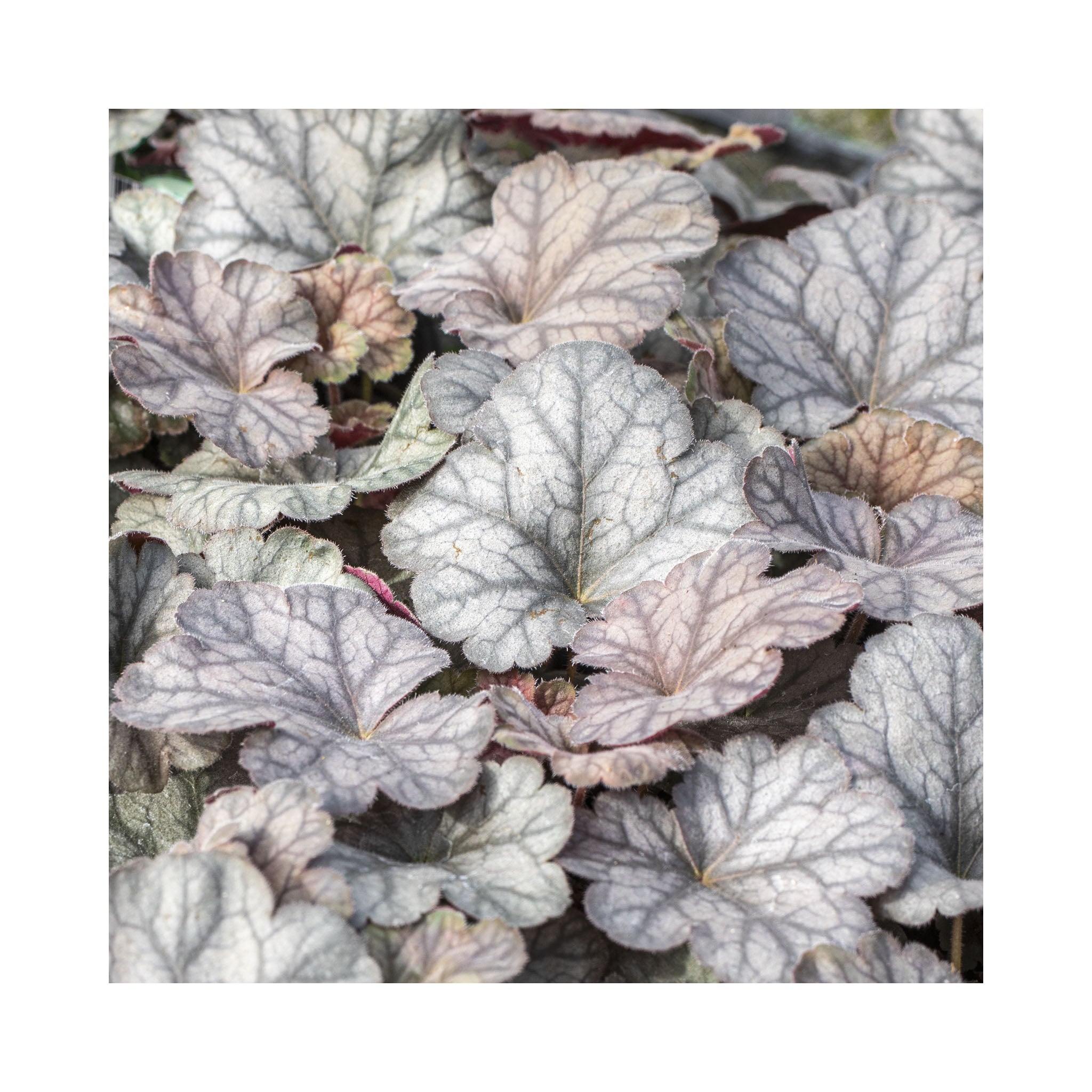 Heuchera Flores Sea