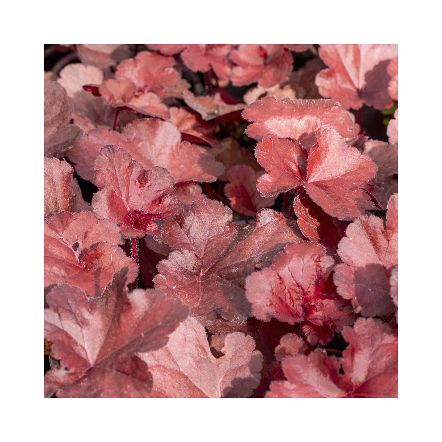 Heuchera Forever Red