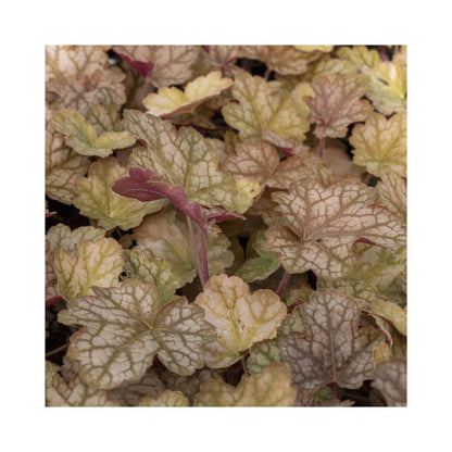 Heuchera Ginger Ale