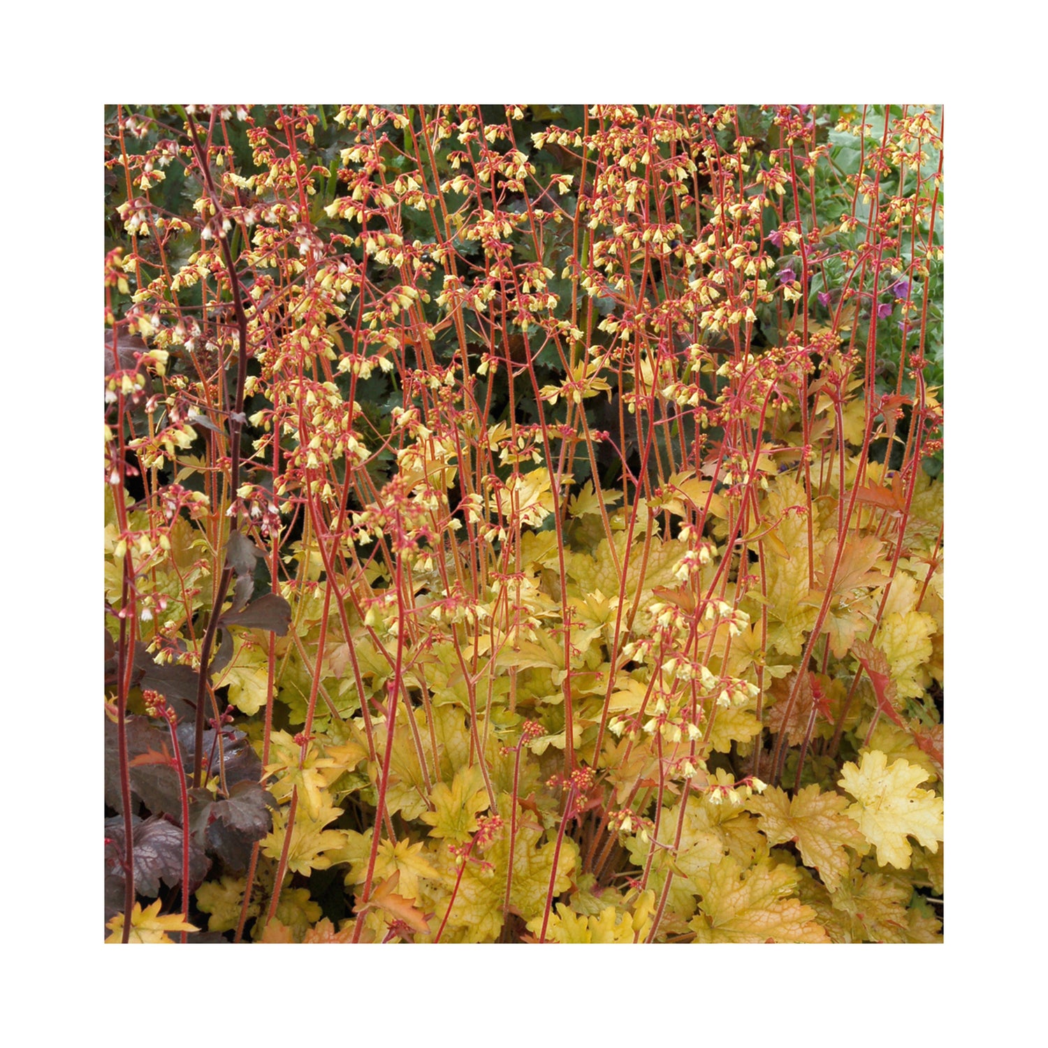 Heuchera Ginger Ale