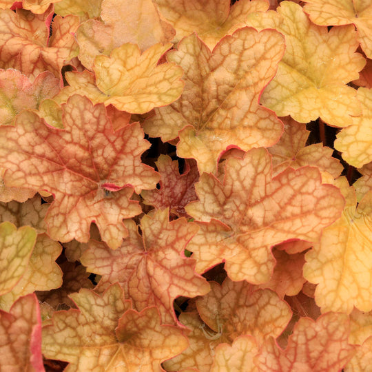 Heuchera Ginger Ale