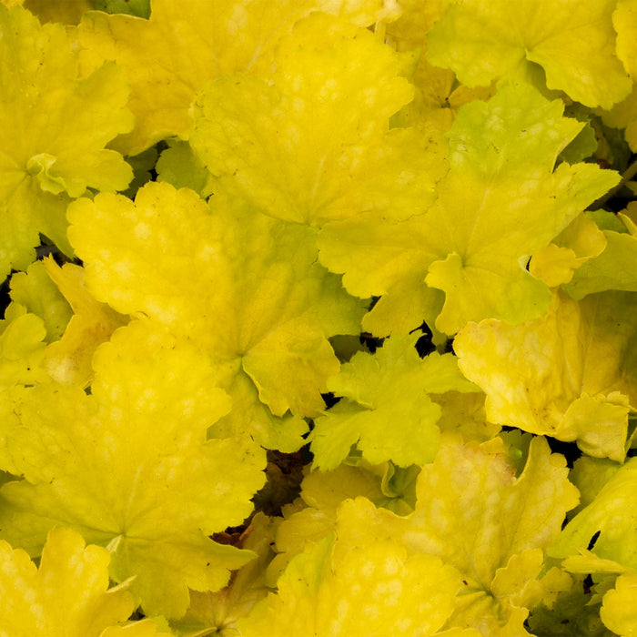 Heuchera Gown